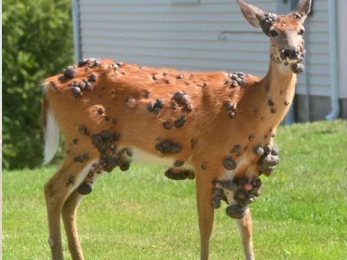 ¿Cuáles son las causas de los bultos en ciervos de Estados Unidos?